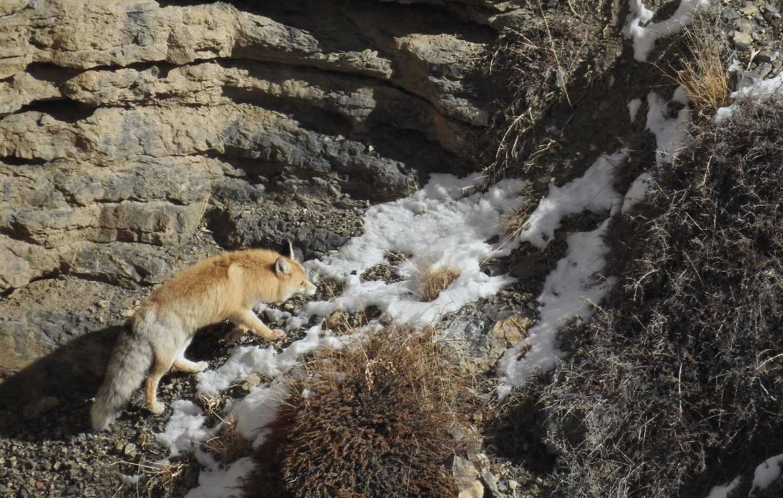 Image 68